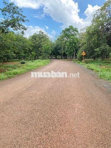 NỢ NGÂN HÀNG Chị Gái BÁN LỖ gấp lô đất điều 5000m2 giá chỉ 190tr/sao
