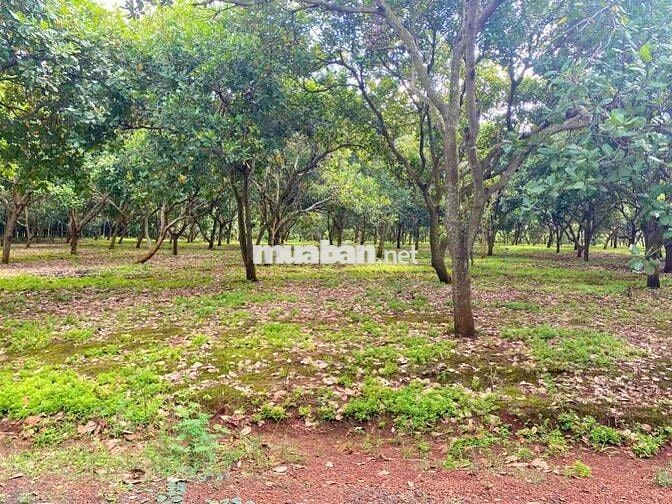 NỢ NGÂN HÀNG Chị Gái BÁN LỖ gấp lô đất điều 5000m2 giá chỉ 190tr/sao