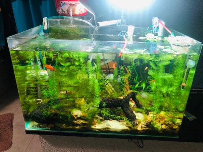 Hồ Thủy Sinh có sẵn cá và cây.