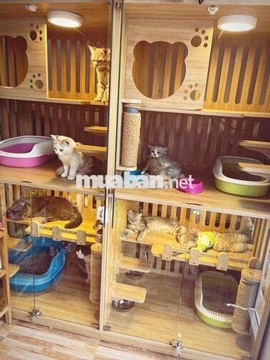 Sang mặt bằng Thú Cưng lâu năm