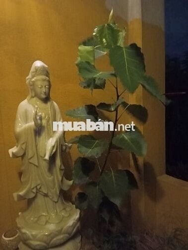 Cho thuê nhà 3 tầng ở Đường Chùa Trầm,Phụng Châu,Chương Mỹ