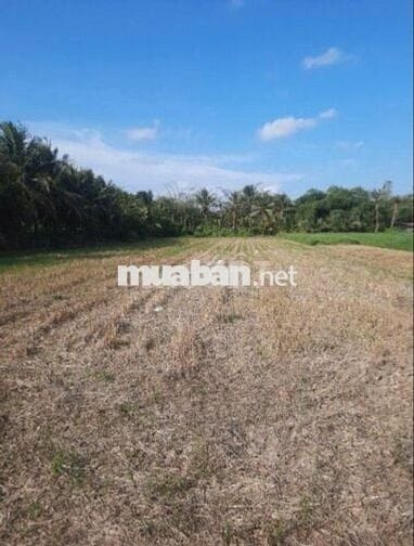 Cần tiền bán gấp đất ruộng đẹp