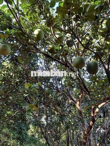 Bán đất vườn 12.201m² ,có sổ hồng riêng – Bảo Bình, Cẩm Mỹ, Đồng Nai
