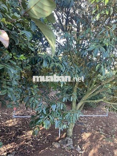 Bán đất vườn 12.201m² ,có sổ hồng riêng – Bảo Bình, Cẩm Mỹ, Đồng Nai