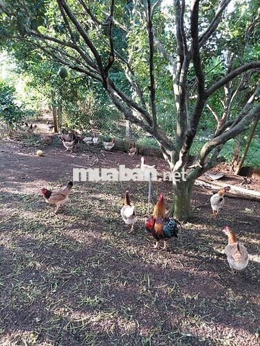 Bán đất vườn 12.201m² ,có sổ hồng riêng – Bảo Bình, Cẩm Mỹ, Đồng Nai