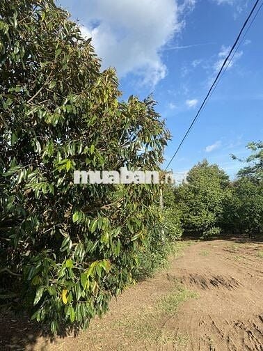 Bán đất vườn 12.201m² ,có sổ hồng riêng – Bảo Bình, Cẩm Mỹ, Đồng Nai