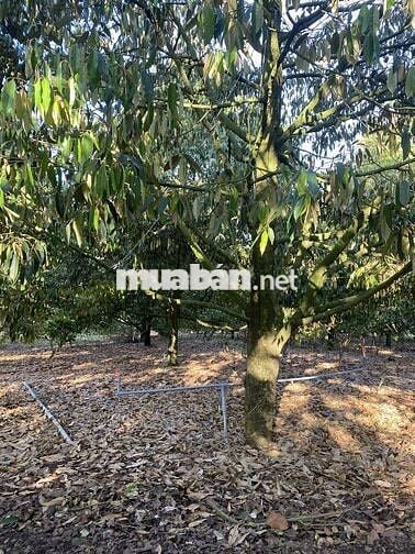 Bán đất vườn 12.201m² ,có sổ hồng riêng – Bảo Bình, Cẩm Mỹ, Đồng Nai