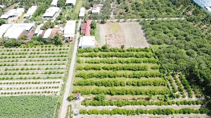 ĐẤT XÂY TRỌ NGAY KCN PHƯỚC ĐÔNG. 10x70 120m2 thổ. 2 tỷ 