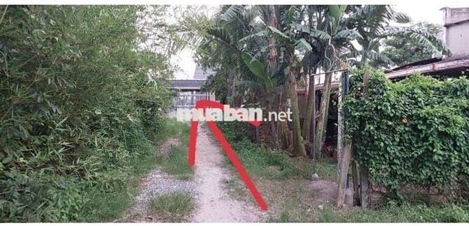 🌟 ĐẤT VÀNG GIÁ TỐT NGAY TRẢNG BÀNG, TÂY NINH – CHỈ 3,1 TRIỆU/m² 🌟