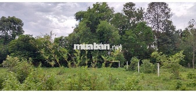 🌟 ĐẤT VÀNG GIÁ TỐT NGAY TRẢNG BÀNG, TÂY NINH – CHỈ 3,1 TRIỆU/m² 🌟