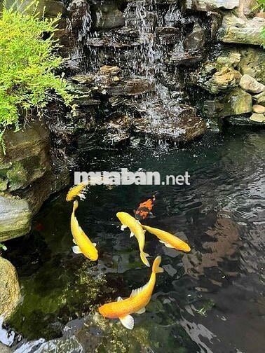 chính chủ cho thuê biệt thự mới đẹp lavila