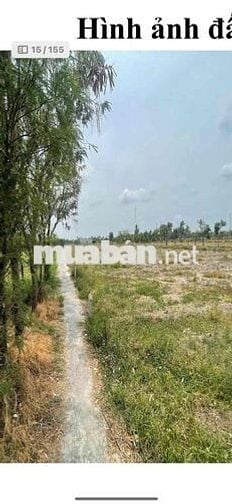 Bán Lô Đất Thổ Cư xã Phước Trung huyện Gò Công Đông Tỉnh Tiền Giang