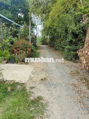 Bán đất 9x34 kp. Bình Nguyên. Trảng bàng Tây Ninh
