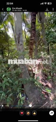 Bán đất tại Ấp Bình Hoà A Xã Bình Trưng Châu Thành Tiền Giang