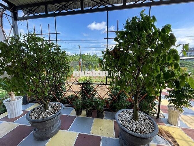 Nhà vườn đầy đủ tiện nghi mặt tiền HL5, Gò Công Đông, giá 1tỉ990