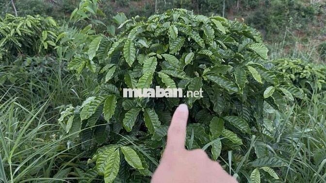 rẫy caffe sầu riêng ngân hàng thanh lý 999tr ngay dân cư