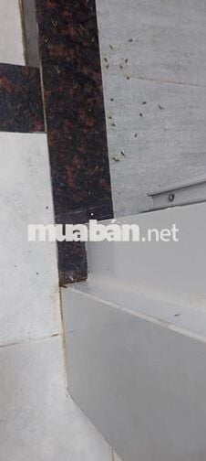 Cho thuê nhà nguyên căn cách quận 1 tầm 5p xe máy