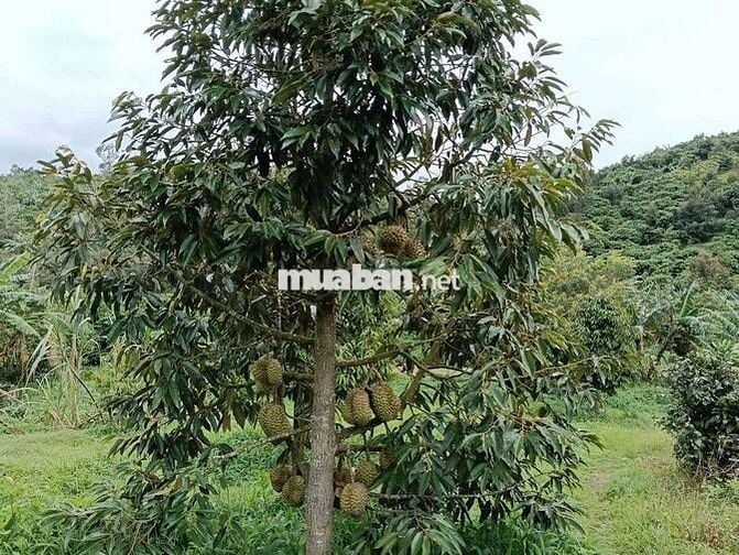 Sổ đẹp đất đẹp khách nào sẵn tiền mua ngay