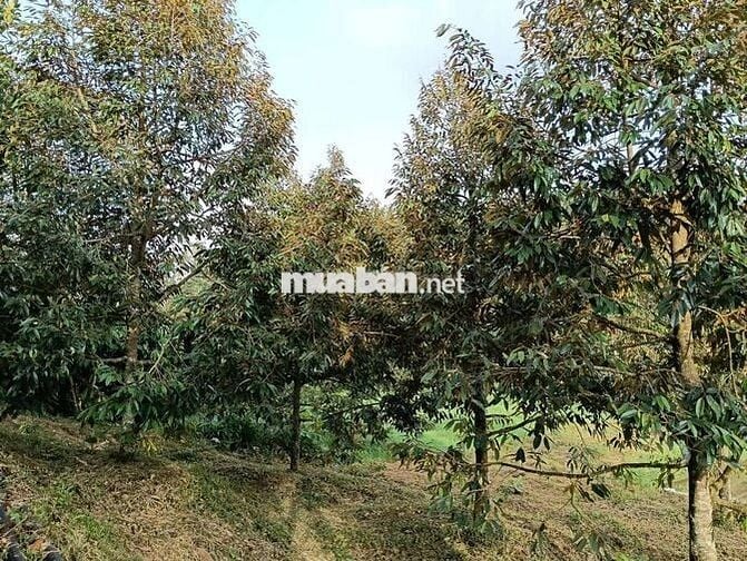 Sổ đẹp đất đẹp khách nào sẵn tiền mua ngay