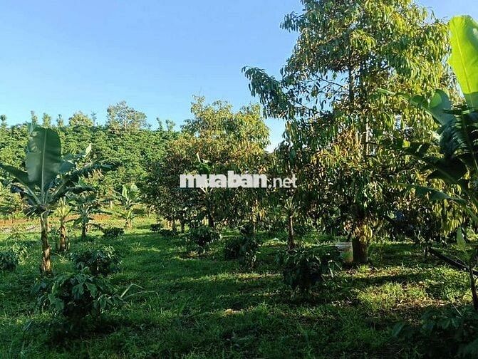 Sổ đẹp đất đẹp khách nào sẵn tiền mua ngay