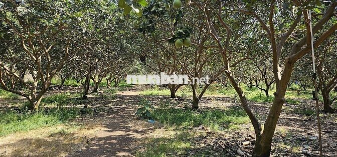 CẦN BÁN ĐẤT  3950m2 XÃ HƯNG THỊNH,TRẢNG BOM ,ĐỒNG NAI
