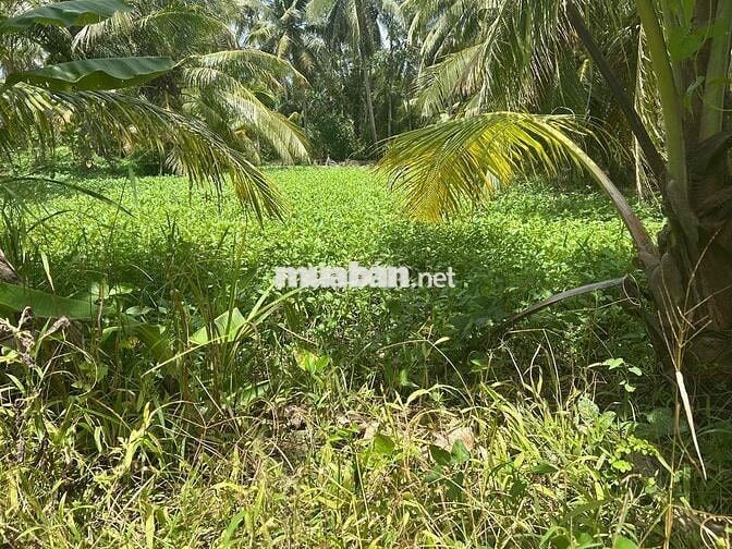 Đất nhà đang ở chính chủ bán HH cho a chị kết nối