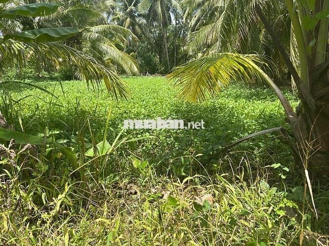 Đất nhà đang ở chính chủ bán HH cho a chị kết nối