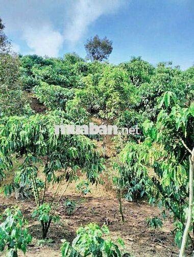 ĐẤT NGỘP GIÁ RẺ THÔN 9 TÂN LẠC
