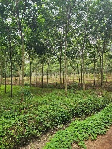 Cơ hội đầu tư đất lớn tại Tân Phước – Đồng Phú 70000m2, 55 tỷ