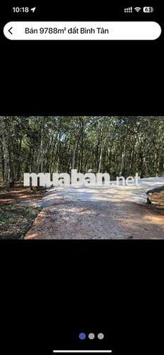 đất sổ đỏ, xã Bình Tân, huyện Phú Riềng, tỉnh Bình Phước