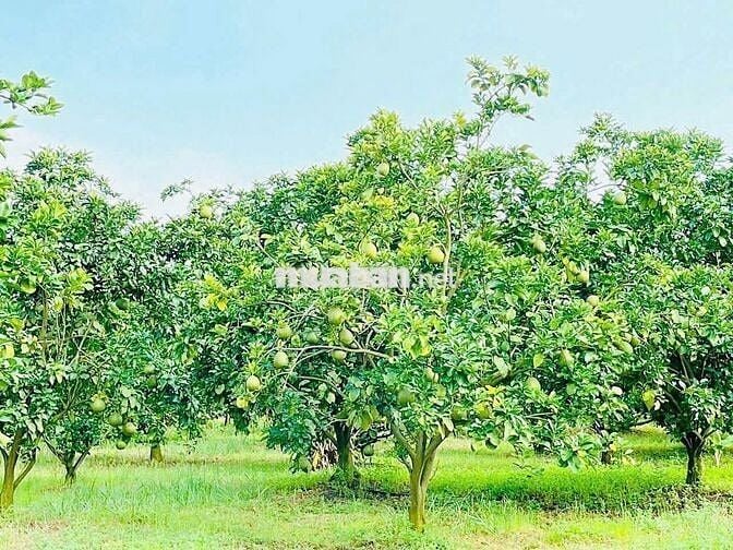 Chính chủ cần bán 2 lô đất vườn Tân Lâm, SH công chứng, giá 1,5tỷ full