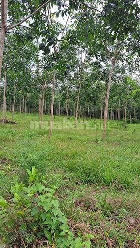 Chính chủ gửi bán 43890m2 đất tại xã tân phước, đồng phú, giá 35.2 tỷ