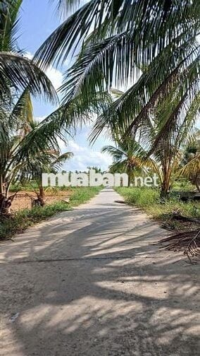 Đất vườn dừa 2 năm tuổi 3430m2 xã An Ngãi Trung, Ba Tri