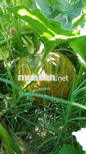 Vườn nghỉ dưỡng cạnh hồ Trị An, view đồi thoáng đãng, giáp suối