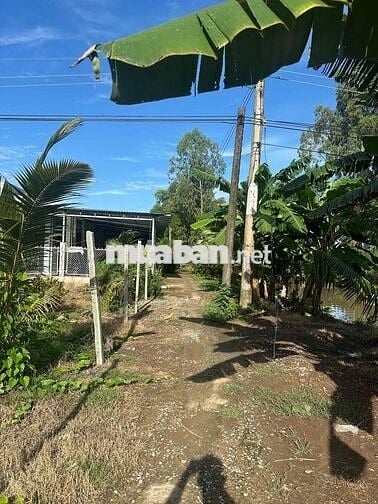 bán 5 công ruộng cách lộ 4m 300m