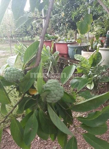 Cho thuê nhà và đất để canh tác