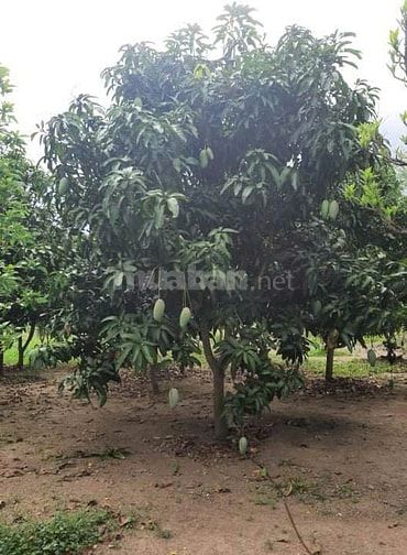 Cho thuê nhà và đất để canh tác