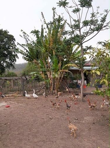 Cho thuê nhà và đất để canh tác