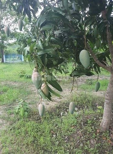 Cho thuê nhà và đất để canh tác