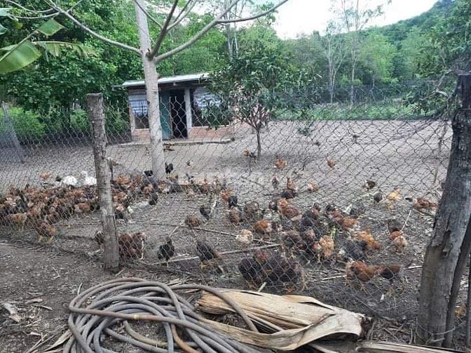 Cho thuê nhà và đất để canh tác