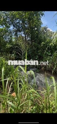 bán nhanh lô đất 7000m2 giá 3ty xe hơi vào tới đất view suối