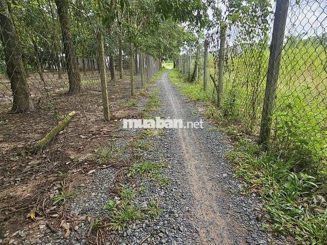 Hơn 1400m2 đường xe hơi thông. Gần trường học. 800tr