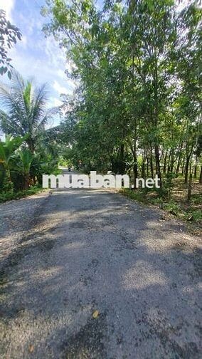 Hơn 1400m2 đường xe hơi thông. Gần trường học. 800tr