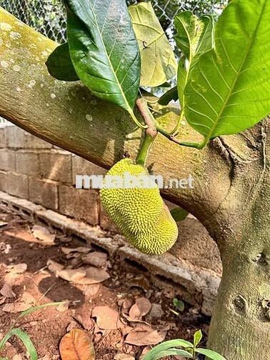Bán nhanh: 850 triệu, trọn sổ vị trí nằm gần Hồ Trị An