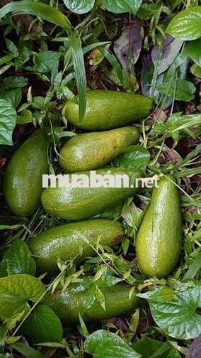 Bán nhanh: 850 triệu, trọn sổ vị trí nằm gần Hồ Trị An