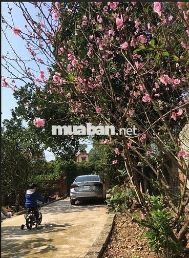Cho Thuê Nhà 50m2 nhà,2000m2,vườn Giá 2,5tr cách TP Bắc Giang~ 6km