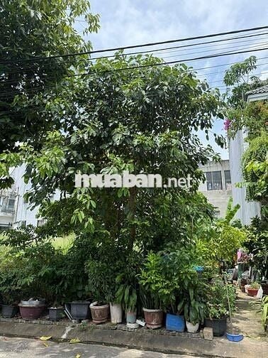 ❌Cần Bán Nhà Cấp 4 Đường 3m75 An Hải 18 Vị Trí Đẹp