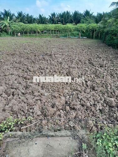 Đất mặt tiền nhựa Bình thành, tân mĩ chánh