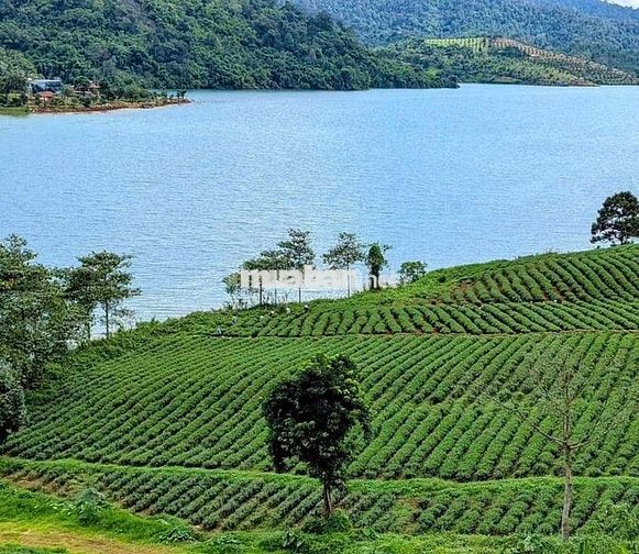 Cắt lỗ 40% giá trị đất 1000m2 sang tên nhanh, view có hồ và rừng thông