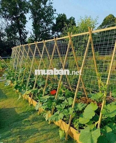 Cắt lỗ 40% giá trị đất 1000m2 sang tên nhanh, view có hồ và rừng thông
